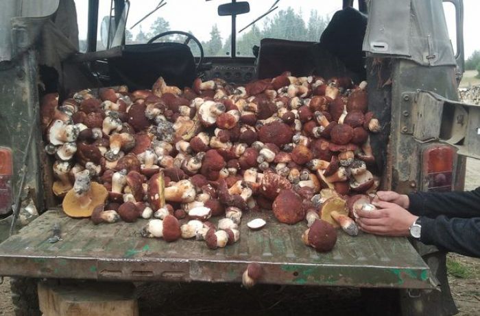 ПОБИЛИ ВСІ РЕКОРДИ! На Буковині за один вихід у ліс родина назбирала 92 кг грибів. ФОТО