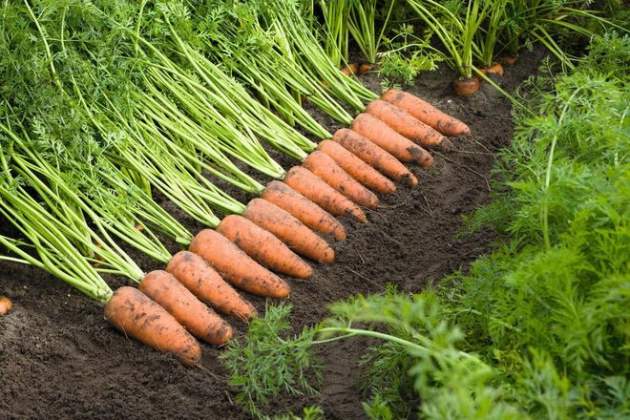 Как в ЕС! В Украине морковь подорожала до 50 гривен! В соседних странах она стоит меньше, чем в Украине!