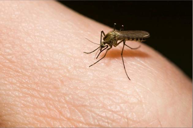Смерть от укуса комара! Ученые предупредили о страшном вирусе! Кого еще стоит опасаться?