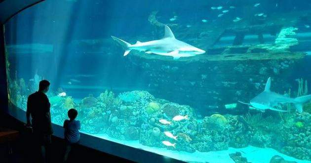 Безумные воры увезли редкую акулу в детской коляске! Эпичное видео!