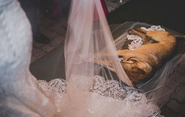 Під час весілля у храм увійшов безпритульний собака і ліг на фату нареченої. Ось що сталося далі!