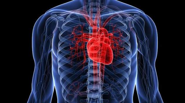 Отримані в нових дослідженнях дані вчені оцінюють як дуже важливі і серйозні! Кардіологи назвали найкорисніші продукти для серця!
