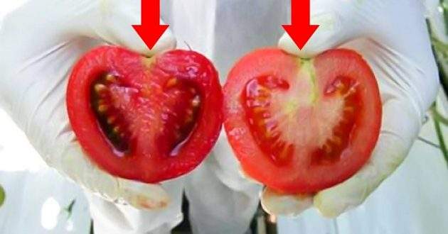 Так виглядають помідори з ГМО! Як вибрати натуральні овочі!