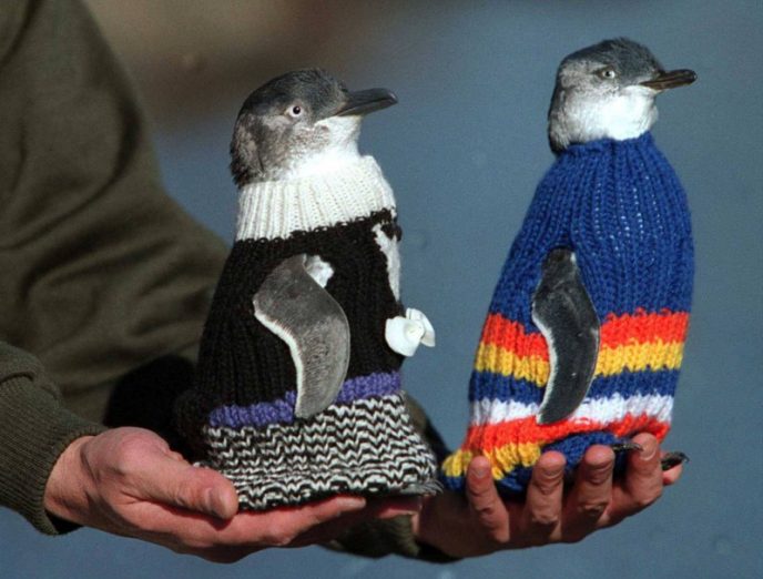 Світ не без добрих людей! 109-річний дідусь в’яже маленькі светри, щоб рятувати пінгвінів! (ФОТО)