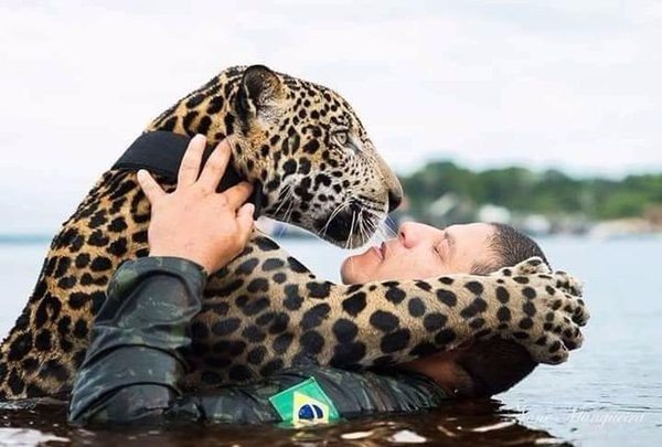 Вони врятували його голіруч! Потопаючий ягуар обійняв людей, як простий домашній кіт! (ФОТО)