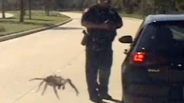 Мережу шокувало відео з гігантським павуком!