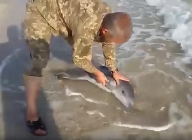 На берег в Херсонській області викинуло маленького дельфінчика! Подивіться, що зробили наші військові. ВІДЕО