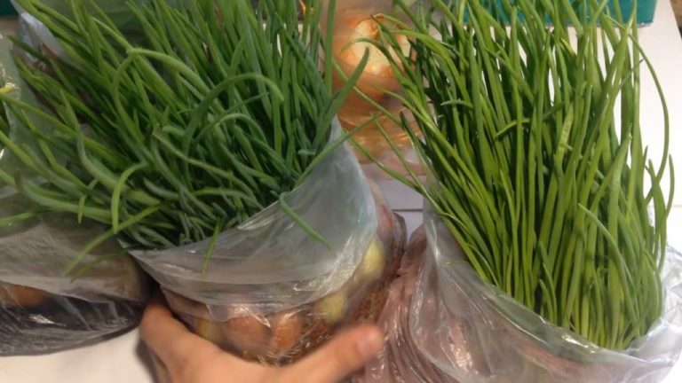Геніальний спосіб вирощування зеленої цибулі вдома без землі і горщика