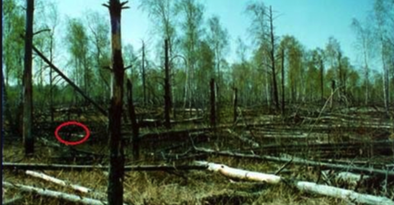 Те, що вчені виявили в чорнобильському лісі, здuвувало баrатьох!