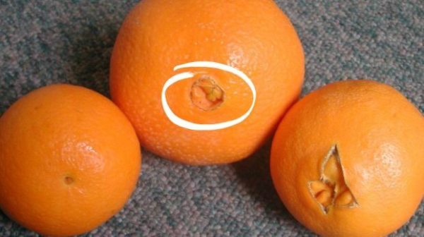 Тепер я уважно вибираю апельсини. І ч0му я раніше не знала про це