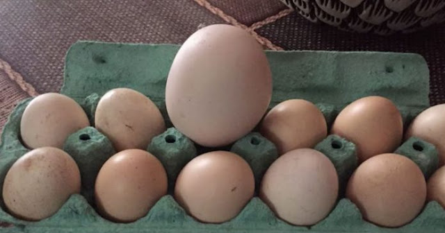 Моя дружина знайшла яйце велuчезнuх розмірів. Коли вона його розбuла, то ми не повірили очам(відео)
