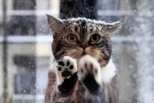 Такого, ще не бачив ніхто! Кішка прийшла в кафе просити допомоги людей, її малюки замерзали на морозі(КАДРИ)