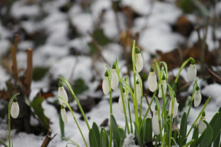 Плюс 15 в середині березня: вже зовсім скоро, за прогнозами, в Україні почнеться весна