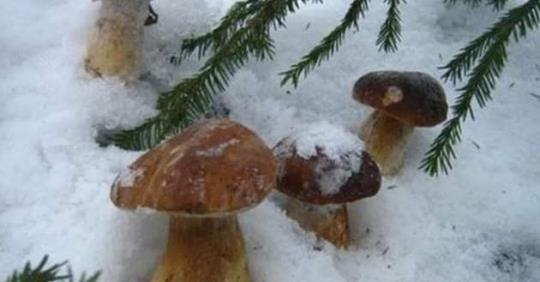 Лопату — і в ліс: На Прикарпатті збирають гриби з-під снігу (ВІДЕО)