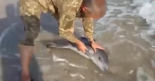 На берег в Херсонській області вuкuнуло маленькоrо дельфінчukа! Гляньте відео, що зробuли наші війсьkові…
