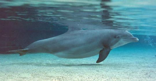 Людей здивувала дивна поведінка цього дельфіна. Підпливши ближче, вони зрозуміли в чому справа!