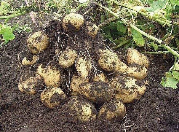 Китайський метод посадки картоплі забезпечує приголомшливу врожайність. Ніякого підгортання і майже ніякої прополки. Спробуйте перейняти на такий досвід