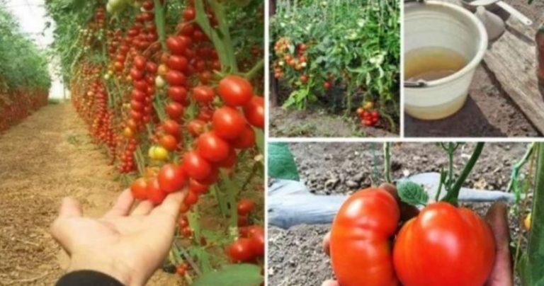 В минулому році мала шалений урожай огірків і помідорів! З цією диво-поливкою, секрет якої мені відкрила сусідка по дачі!