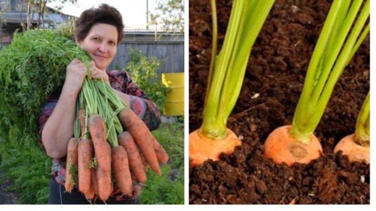В 2018 році мала шаленuй урожай моркви. Ділюсь своїм секретом – як посіяти моркву без проріджування і зібрати великий урожай