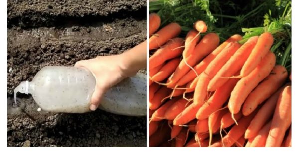Зробіть ЦЕ і у вас буде шалений урожай моркви. Все, що вам потрібно: насіння і пляшка – і коренеплоди навіть проріджувати не потрібно