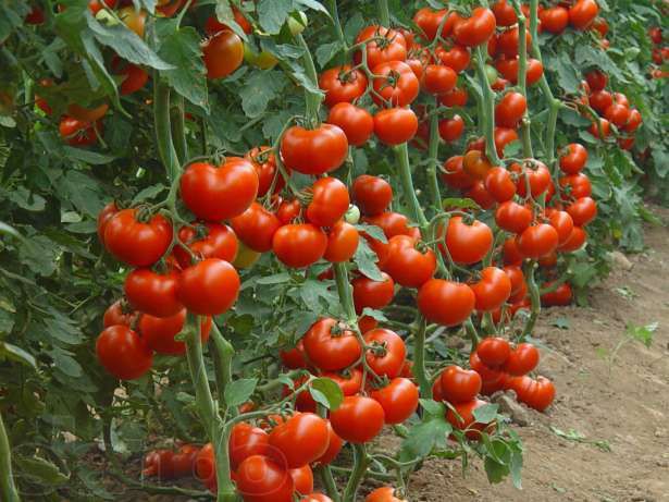 Ефективне органічне добриво для помідорів з дріжджів і кропиви