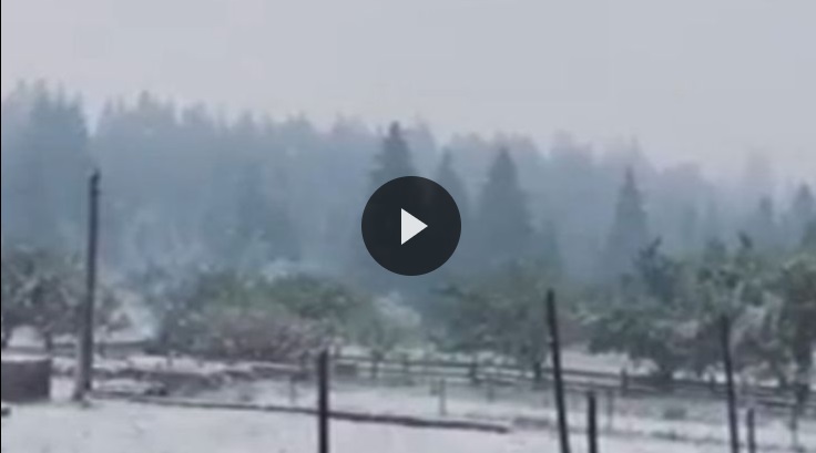 Вперше за 120 років в липні все біле: В Карпатах неочікувано випав сніг(відео)