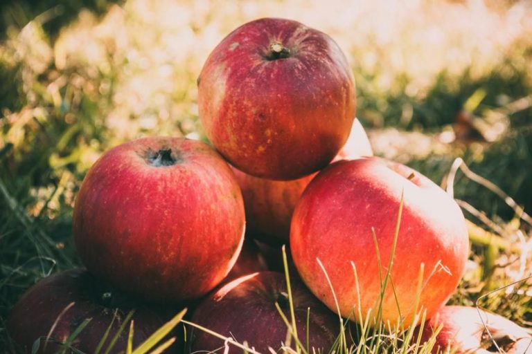 Які сорти яблук вважаються найсмачнішими та найкориснішими!