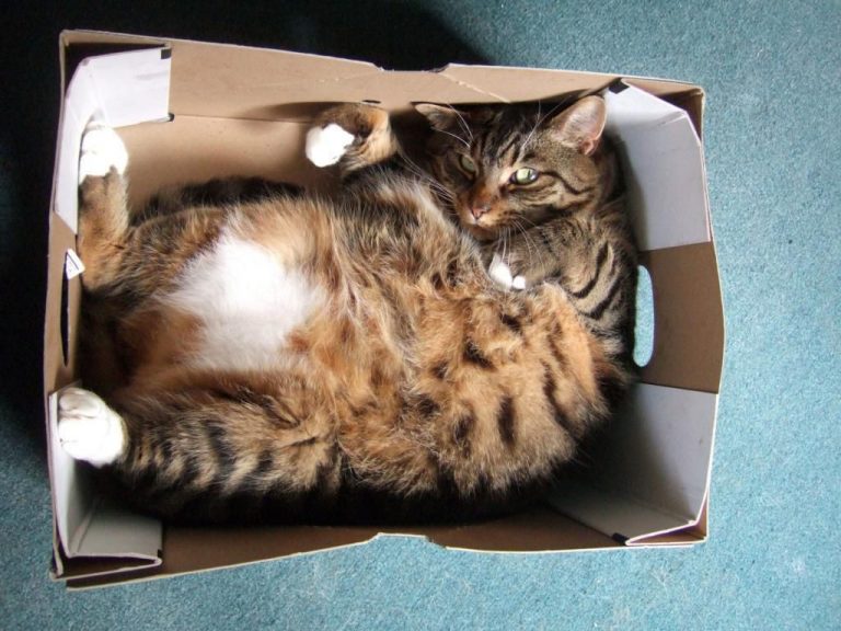Чому кішки так полюбляють коробки, пакети, папір та лягають на них спати!