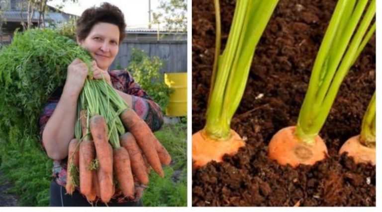 В 2019 році мала великий урожай моркви. Секрет – як зібрати великий урожай і здивувати сусідів