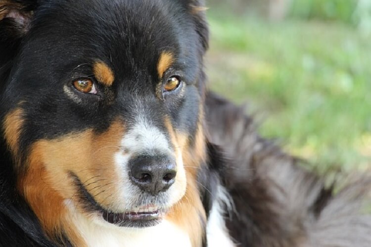 Вчені з’ясували яким чином собаки розпізнають «поганих» людей