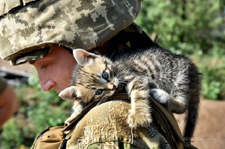 Українські військові показали своїх котиків (супер підбірка фото)