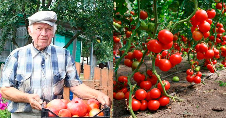 Дідівський спосіб виростити багатий урожай помідорів: 5 хитрих трюків
