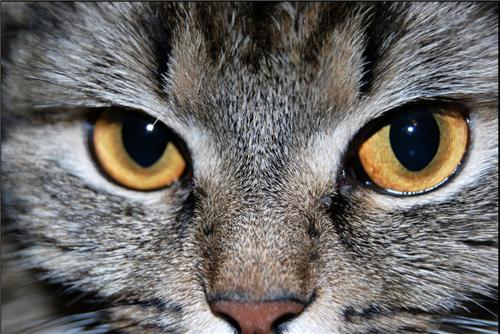 Чому дивитися в очі кішці не радять навіть ветеринари