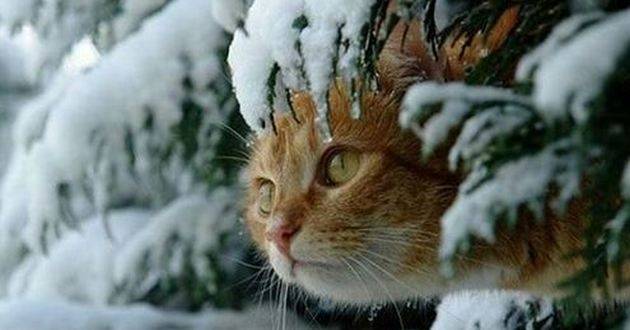 Коли в Україні очікуються снігопади! Синоптик дав розклад на всю зиму!